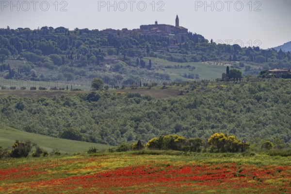 Poppy meadow (Papaveraceae) and flowering yellow broom (Genista tinctoria), behind Pienza, landscape around San Quirico d'Orcia, Val d'Orcia, Orcia Valley, UNESCO World Heritage Site, Province of Siena, Tuscany, Italy