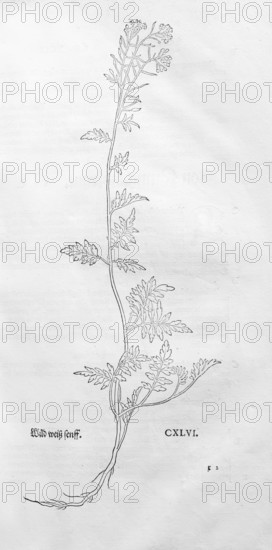 Wild cress, Rorippa sylvestris, woodcut by Leonhart Fuchs, from New Kreüterbuch, neues Kräuterbuch, Michael Isingrin, Basel, Switzerland, 1543
