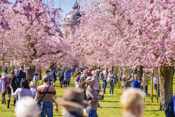 People walking under blossoming cherry trees along an avenue, cherry blossom garden, Schwetzingen Palace, Germany