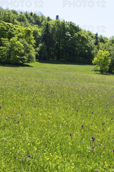 Colourful flowers in the Klengel meadow on the Geisingberg, mountain meadows in the Eastern Ore Mountains, Altenberg, Saxony, Germany