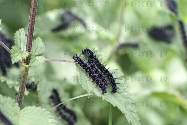 Caterpillars, european peacock (Aglais io), macro, butterfly, nettle, close-up of the black caterpillars of the peacock butterfly