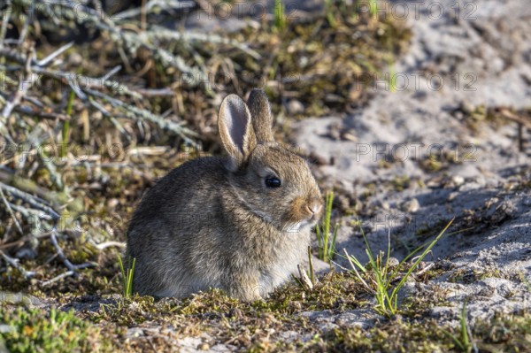 European rabbit, common rabbit, young, rabbit, rabbits, Oryctolagus cuniculus, European rabbits, common rabbits, juvenile, juveniles, kit, kits, kitten, kittens, sit, sitting, dune, dunes, coast, spring, Europe, Leporidae, nature, Scottish, wildlife, fauna, animal, animals, mammal, mammals, rodent, European, rodents, UK, British, Great Britain, Scotland, Germany, France, Netherlands, Belgium, portrait, Texel