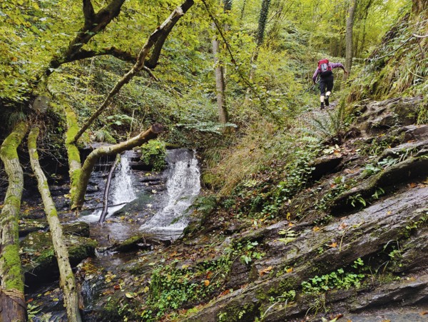 Hiker in the Hölzbachklamm gorge with a small waterfall, municipality of Morbach, Rhineland-Palatinate, Hunsrück, Germany