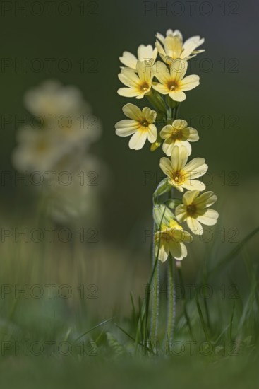 True oxlip (Primula elatior), Schwaz, Tyrol, Austria