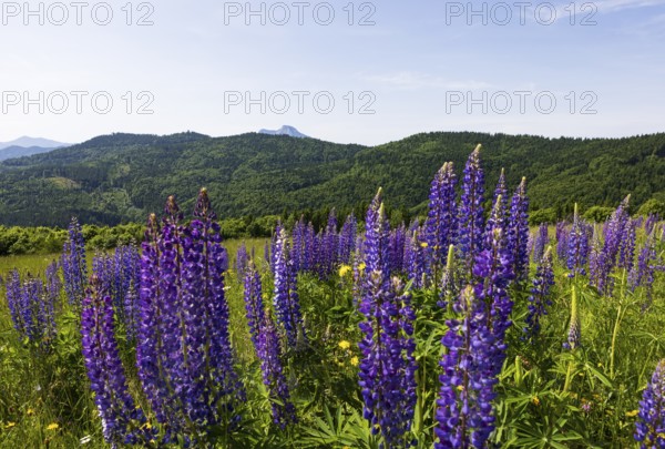 Lupines, Lupinus, Large-leaved lupin, Lupine meadow on the high alpine pasture in Mondseeland, Mondsee, Salzkammergut, Upper Austria, Austria