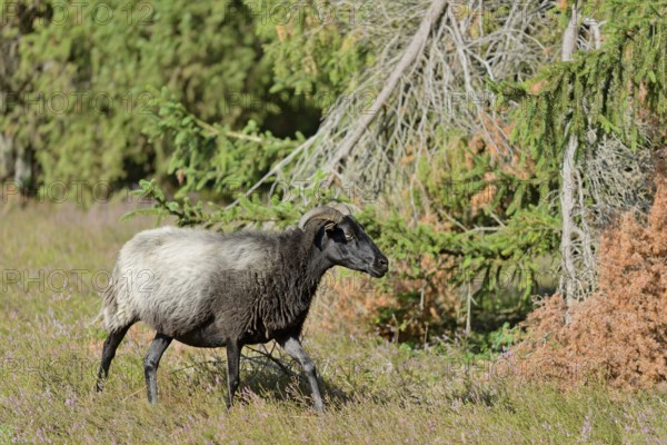 Heidschnucke (Ovis aries), Bell Heather, Südheide Nature Park, Lüneburg Heath, Lower Saxony, Germany