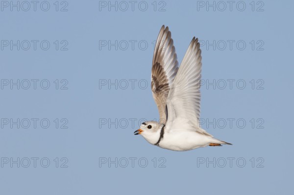 Piping Plover (Charadrius melodus) flying, Massachusetts, USA
