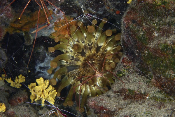 Club-tipped anemone (Telmatactis cricoides) with brown and yellow tentacles in a crevice. Dive site Roca Jolia, Las Galletas, Tenerife, Canary Islands, Spain