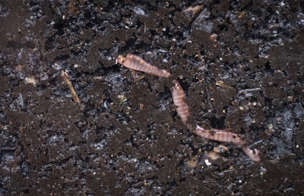 Earthworm (Lumbricidae) moving through wet soil behind a pane of glass, Inverewe Gardens, Poolewe, Loch Ewe, Highlands, Highlands, Scotland, United Kingdom