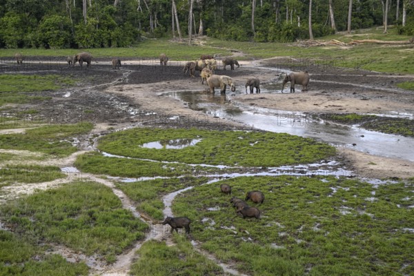 Giant forest hog (Hylochoerus meinertzhageni) and african forest elephants (Loxodonta cyclotis) in the Dzanga Bai forest clearing, Dzanga-Ndoki National Park, Unesco World Heritage Site, Dzanga-Sangha Complex of Protected Areas (DSPAC), Sangha-Mbaéré Prefecture, Central African Republic