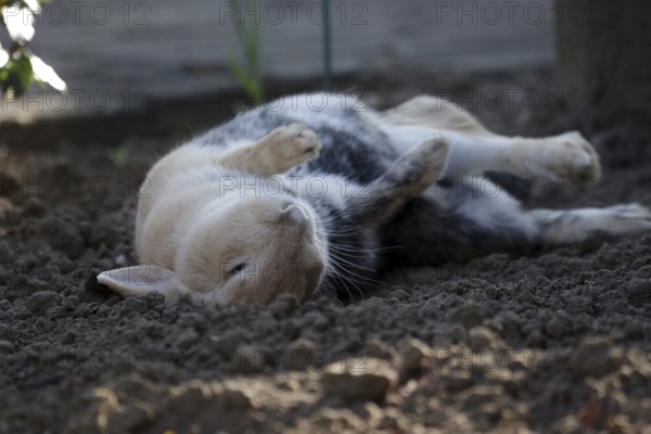 Rabbit (Oryctolagus cuniculus), Easter, earth, lying, funny, contentment, A rabbit rolls in the sand and lies on its back
