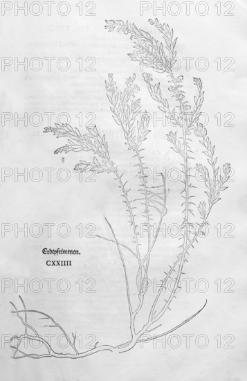 Genista germanica (Genista germanicus), woodcut by Leonhart Fuchs, from New Kreüterbuch, neues Kräuterbuch, Michael Isingrin, Basel, Switzerland, 1543