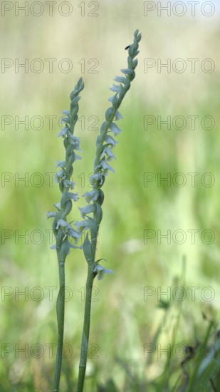 Autumn helleborine (Spiranthes spiralis), autumn helleborine, small orchids, very rare, flowering panicle on a nutrient-poor meadow, close-up, Hesse, Germany