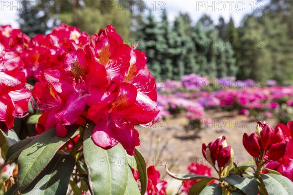 Rhododendron blossom in the historic nursery of the Seidel family, Grüngräbchen, Schwepnitz, Saxony, Germany