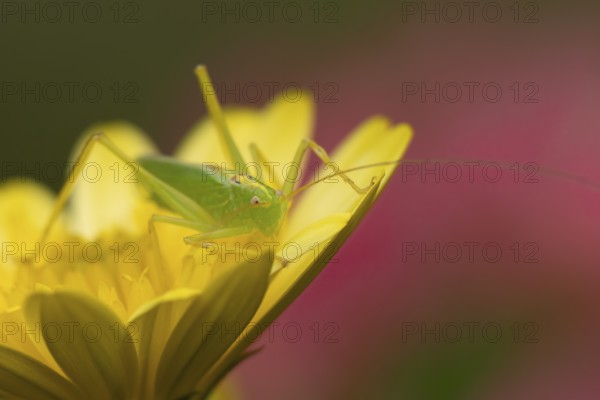 Oak bush cricket (Meconema thalassinum) adult insect on a garden yellow flower, England, United Kingdom