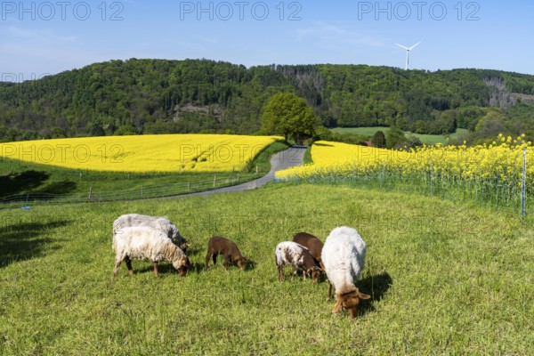 Sheep, lambs, on a field next to rape fields in full bloom, spring in the Elfringhauser Schweiz, hilly landscape south of the Ruhr here near Hattingen-Elfringhausen, transition to the Bergisches Land, North Rhine-Westphalia, Germany