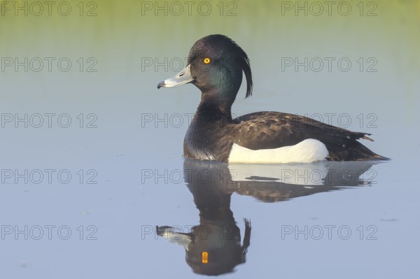 Tufted duck (Aythya fuligula), drake swimming on the water, wildlife, animals, birds, duck bird, diving duck, ox bog, Dümmer See nature park Park, Hüde Lower Saxony, Germany