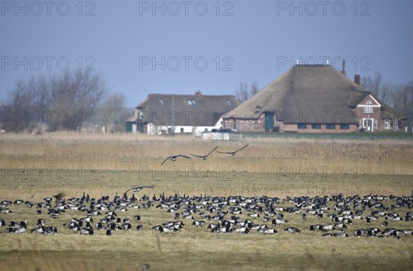 White-fronted Geese, Barnacle Geese, (Branta leucopsis) flying near Westerhever, Schleswig-Holstein, Germany