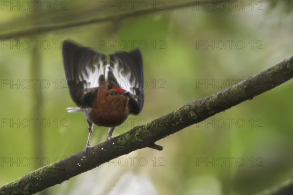 Club-winged Manakin (Machaeropterus deliciosus) male perched on a branch, Ecuador