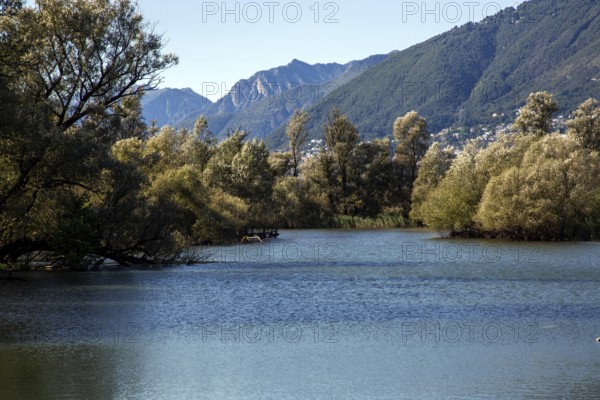 Lake, Bolle di Magadino nature reserve in Magadino, Ticino, Ticino, Switzerland