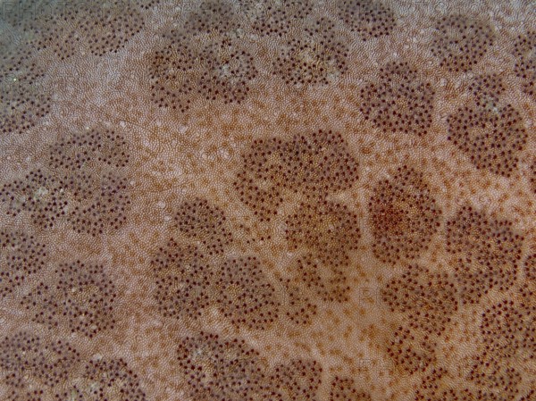 Detailed close-up of the structured surface of a starfish, granulated roller star (Choriaster granulatus), dive site Close Encounters, Permuteran, Bali, Indonesia