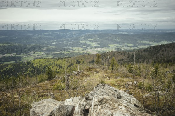 View from Gentiana bavarica, Bavarian Forest, Bavaria, Germany