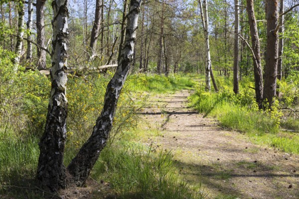 Heath trail through the Gohrischer Heide near Gröditz, Saxony, Germany