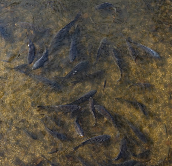 Fish pond with carp (Cyprinus carpio) in the Blockheide nature park Park near Gmünd, Waldviertel, Lower Austria, Austria