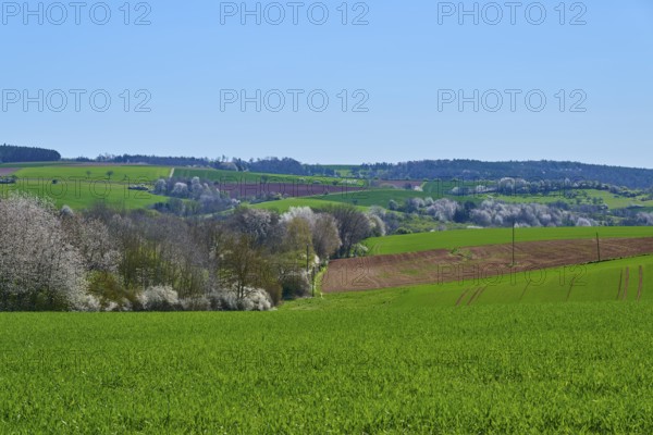 Wide landscape with green fields and blossoming cherry trees under a clear blue sky, Pflaumheim, Großostheim, Bavaria, Germany