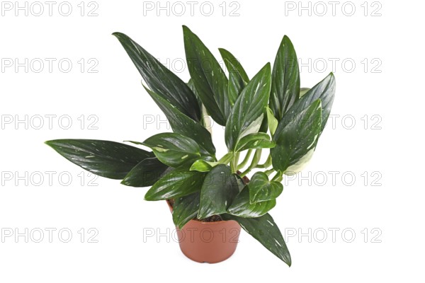 Potted exotic 'Monstera Standleyana' houseplant with white variegated leaves on white background