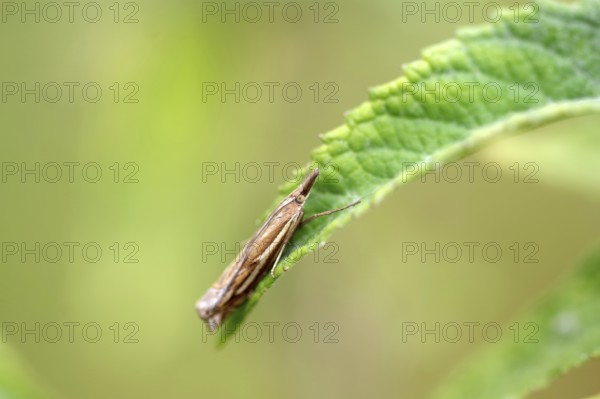 Common Grass-veneer (Crambus pratella), moth, macro, leaf, close-up of Common Grass-veneer sitting in resting position on a green leaf