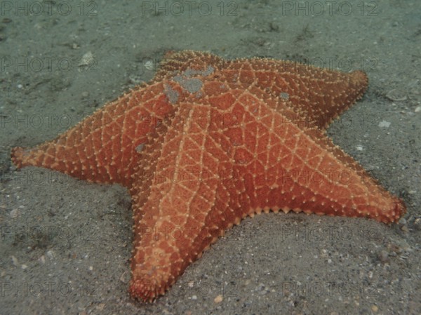 Red cushion sea star (Oreaster reticulatus), Blue Heron Bridge dive site, Phil Foster Park, Riviera Beach, Florida, USA