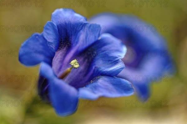 Stemless gentian (Gentiana clusii), Upper Bavaria, Bavaria, Germany