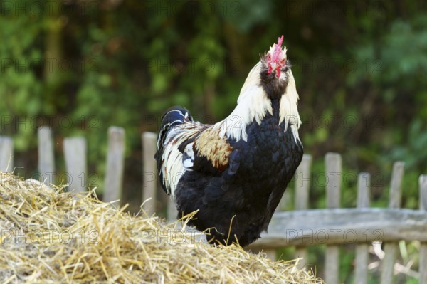 A rooster stands on a dung heap in front of a wooden fence in a natural environment, German Salmon Chicken, Rooster, Germany