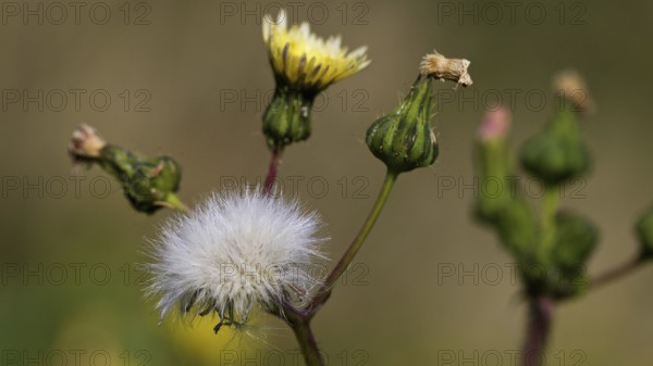 Marsh sowthistle (Sonchus palustris), macro, flower, Zingaro, national park, nature reserve, northwest, Sicily, Italy