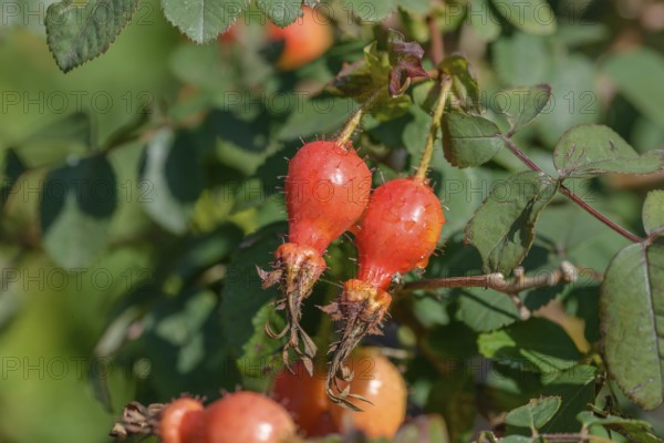 Shrub rose (Rosa 'Fenja'), district orchard, Federal Republic of Germany