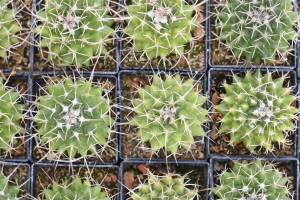 Many small 'Mammillaria Carnea' cactus plants in flower pot s