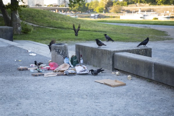 Overflowing wastepaper basket in which several common ravens (Corvus corax) are rummaging for food scraps, Elbufer Dresden, Saxony, Germany