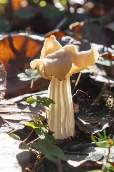 Autumn laurel (Helvella crispa), fruiting body against the light, poisonous, Bad Homburg vor der Höhe, Hesse, Germany