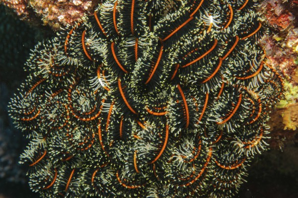 Close-up of curled tentacles of Noble Feather Star (Comaster nobilis) Hair Star filters zooplankton phytoplankton from nutrient-rich seawater into healthy intact coral reef, Pacific Ocean, Yap Island, Yap State, Caroline Islands, Federated States of Micronesia FSM, Australia, Oceania