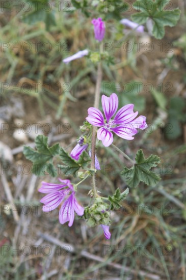 Corn mallow or Cretan hollyhock (Malva multiflora or Lavatera cretica) in the archaeological site of Mantineia, highlands of Arcadia, Peloponnese, Greece
