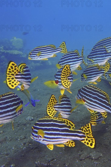 A colourful school of striped fish, Oriental sweetlips (Plectorhinchus vittatus), swimming in clear blue water, dive site USAT Liberty, Tulamben, Bali, Indonesia