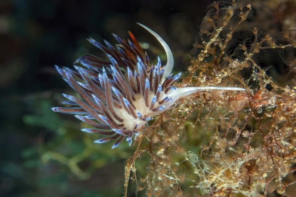 Wandering thread snail (Cratena peregrina) Nudibranch eats hydrozoans, Mediterranean Sea, Giglio Island, Tuscany, Italy