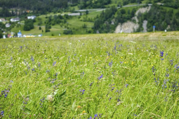 Colourful alpine summer meadow in a landscape near Prutz, Tyrol, Austria
