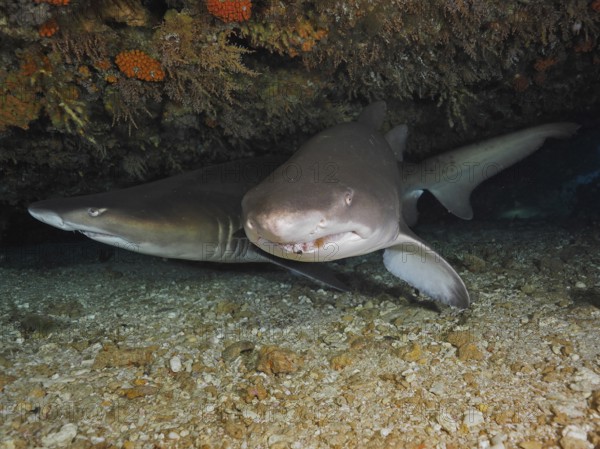 Sand tiger shark (Carcharias taurus)