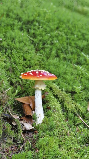Fly agaric (Amanita muscaria), standing under a birch tree on the forest floor, Wilden, North Rhine-Westphalia, Germany