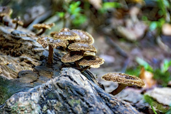 Mushrooms sprouting on the trunk of a fallen tree in the middle of the tropical forest in Minas Gerais, Brazil