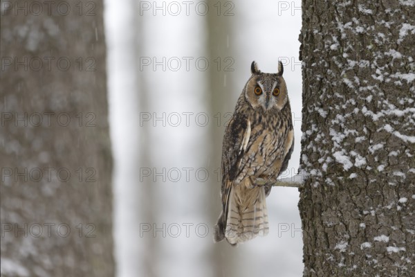 Long-eared owl (Asio otus) in a winter forest, Czech Republic