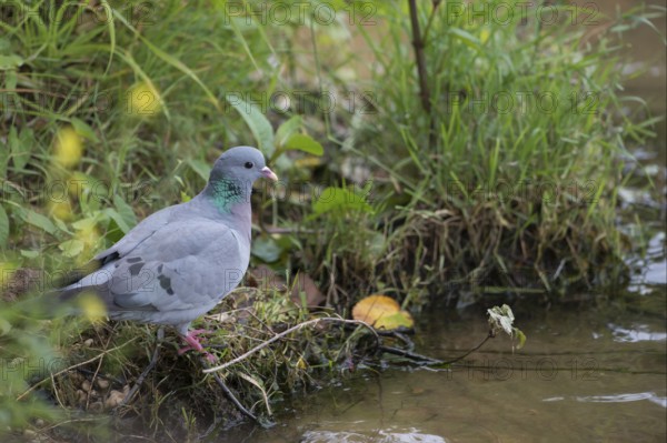 Stock Dove (Columba oenas) on field, North Rhine-Westphalia, Germany
