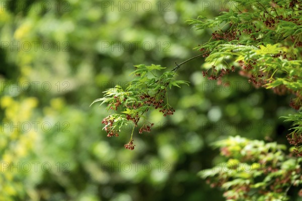 Acer pseudosieboldianum (Acer pseudosieboldianum), Münsterland, North Rhine-Westphalia, Germany